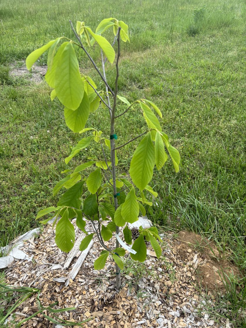 Premium Paw Paw Tree Pollination Bundle (2 trees!)