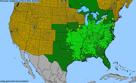 1-Year-Old Wild Seedling Pawpaw Trees – Rare Native Fruit Tree! 🌱🍈