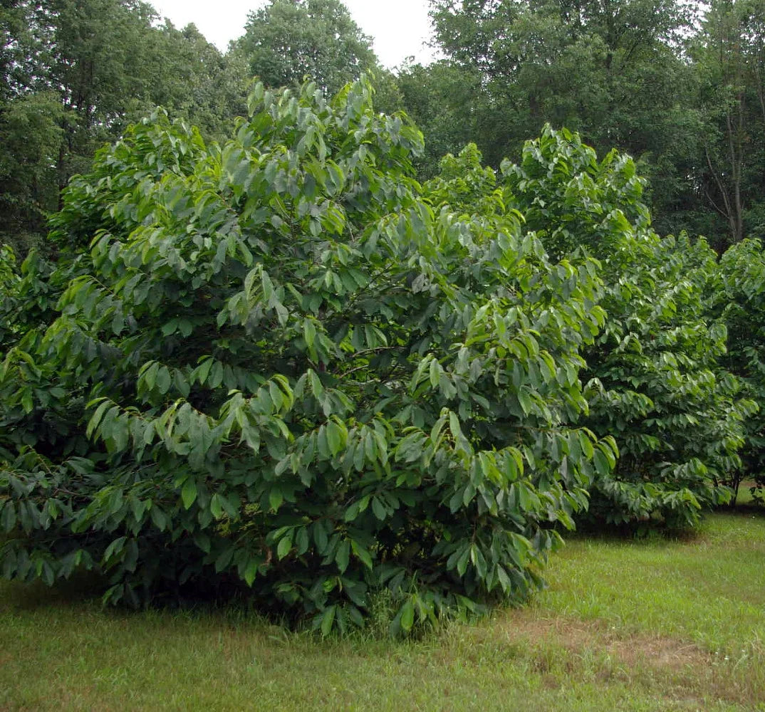1-Year-Old Wild Seedling Pawpaw Trees ā Rare Native Fruit Tree! š±š