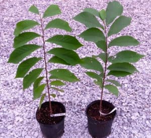 Premium Paw Paw Tree Pollination Bundle (2 trees!)