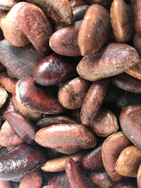 Premium Genetics Pawpaw Seeds – Grow Exceptional Native Fruit Trees! 🌱🍮