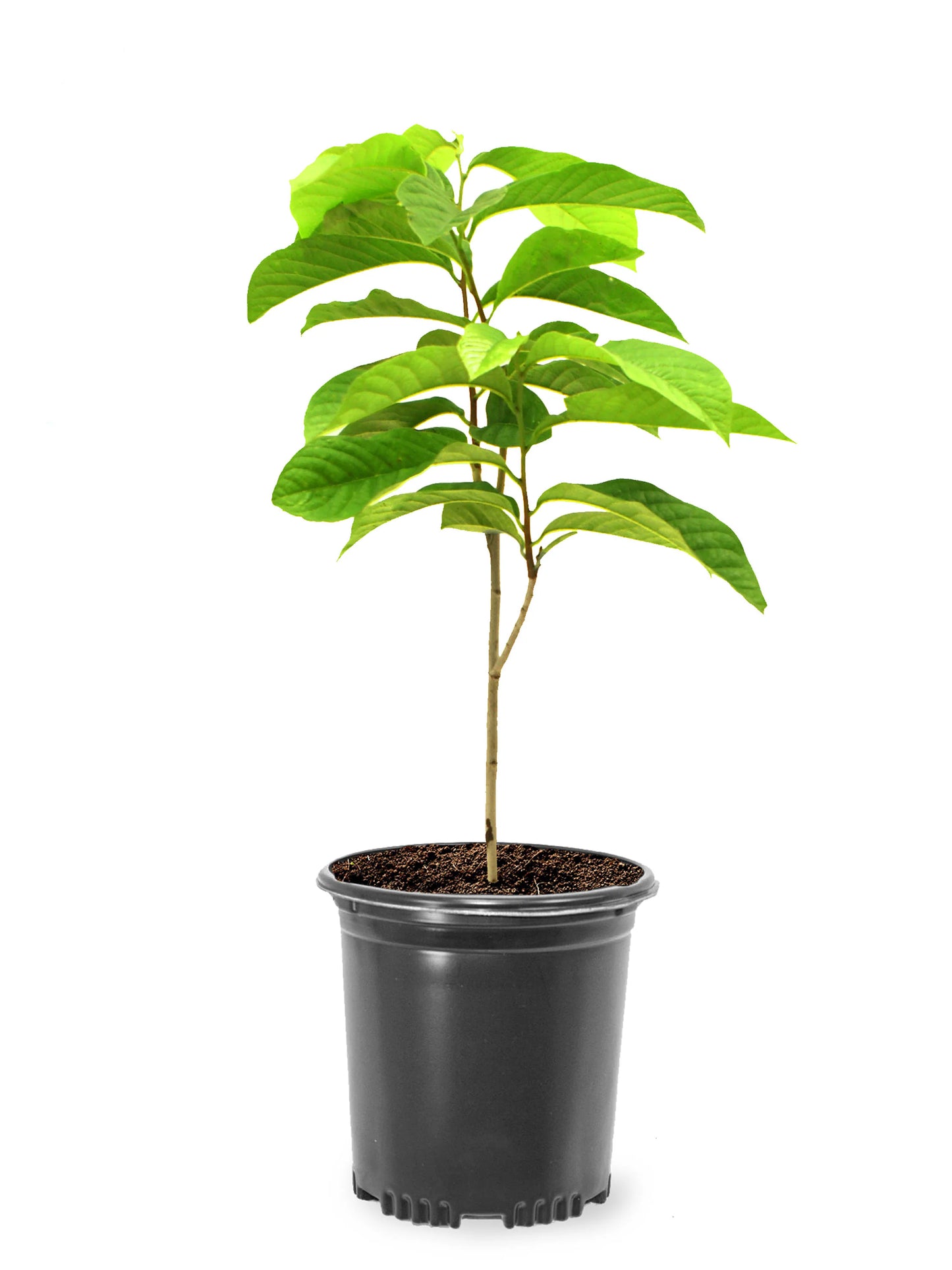 1-Year-Old Wild Seedling Pawpaw Trees – Rare Native Fruit Tree! 🌱🍈